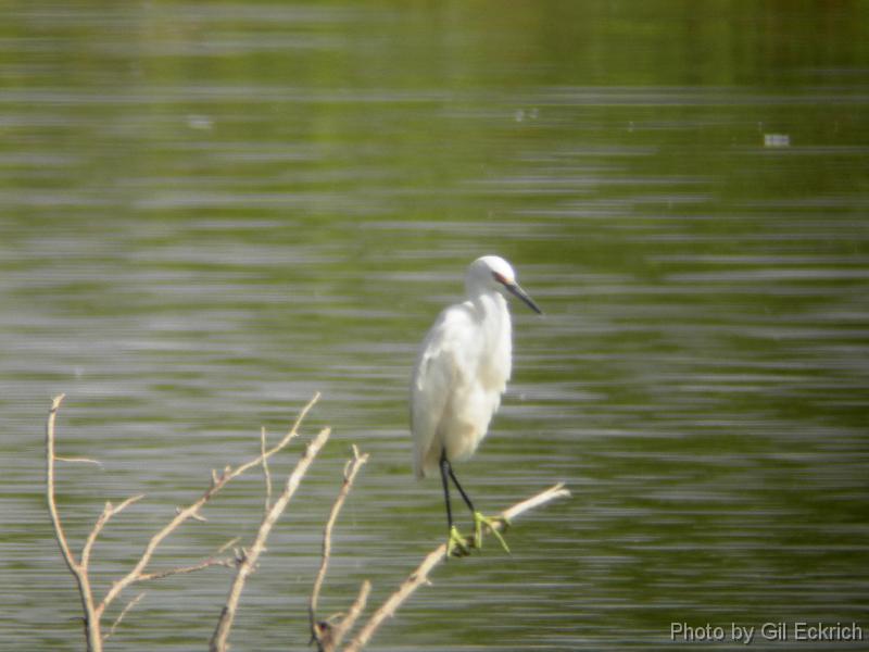 Snowy Egret 